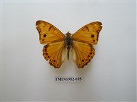 藏品(金鎧蛺蝶)的圖片